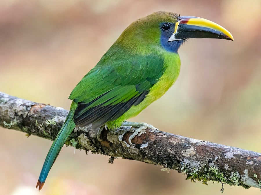 Why Choose a Photography Workshop in Costa Rica?